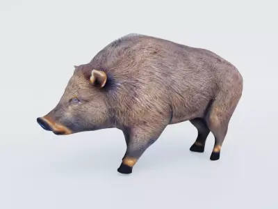 Boar Animal Free 3D model purchase