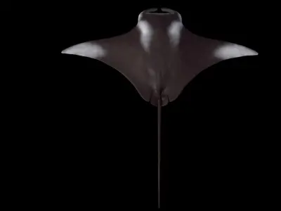 Manta Birostris Low-poly 3D model