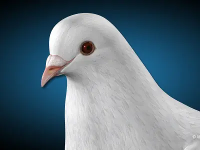 Dove - Folded Wings 3D model