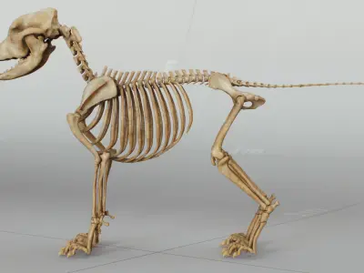 Dog Puppy Skeleton 3D model