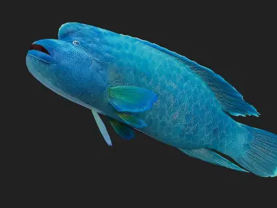 Wrasse Low-poly 3D model