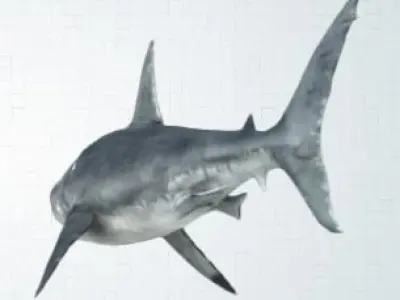 shark great jigsaw puzzle 3D model