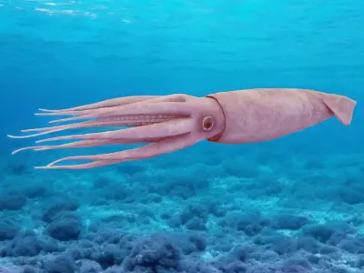 Squid Animated Low-poly 3D model