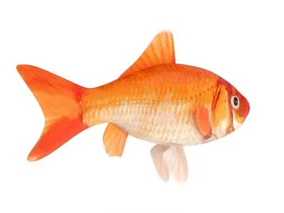 Gold Carp 3D model