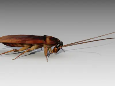 Cockroach Low-poly 3D model