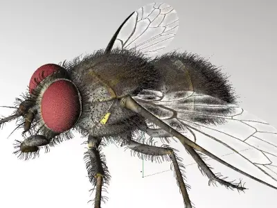 Housefly insect Low-poly 3D model