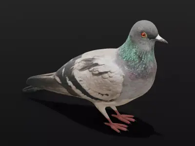 Pigeon Animated and Rigged Low-poly 3D model