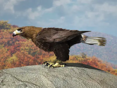 Golden Eagle - rigged - animated standard PBR VRAY 3D model