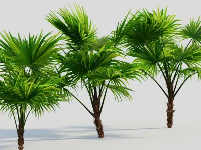 Chuniophoenix hainanensis a 3D model