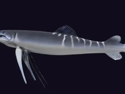 Protosphyraena nitida  Low-poly 3D model