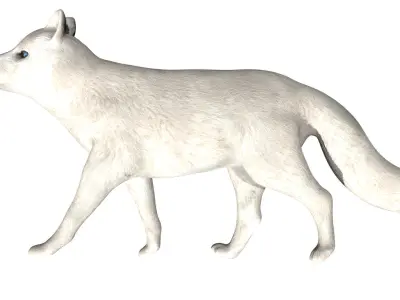 Arctic Fox Low-poly 3D model
