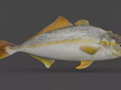 Fish Amberjack 3D model