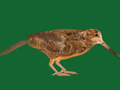 American Woodcock Bird Low-poly 3D model