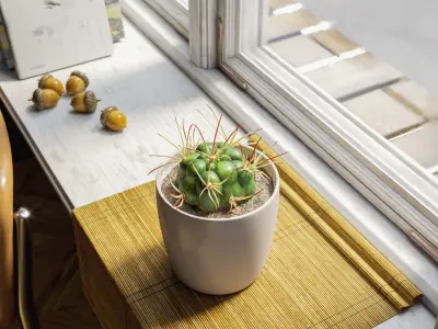  Baby Euphorbia Cactus Potted Plant Model 