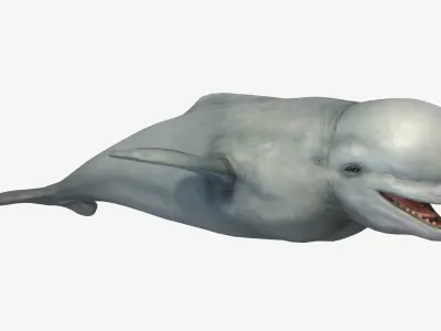 Beluga Whale Low-poly 3D model