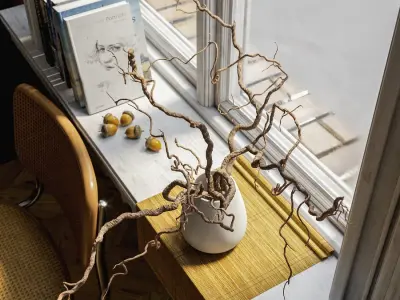  Bare Corkscrew Hazel Potted Plant Model 