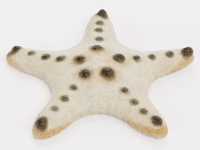 -Chocolate Chip Starfish -  3D model
