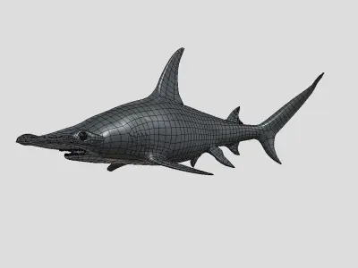 Hammerhead Shark Animated Low-poly Low-poly 3D model