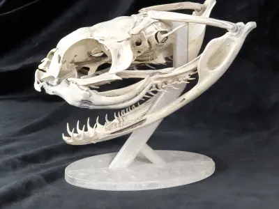 Gaboon Viper Snake Skull Free 3D print model