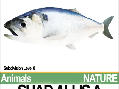 Allis Shad A 3D model