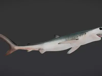 Realistic Blue Shark Animated 3D model