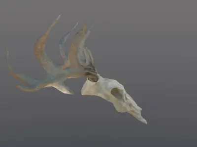 Deer skull with Antlers 3D model