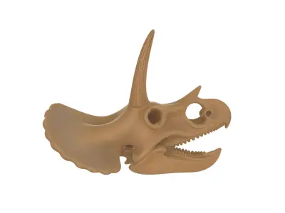 Realistic Triceratops Dinosaur Skull 3D print model