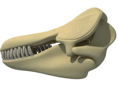 Killer Whale Orca Skull 3D model