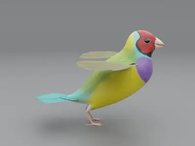 3D Gouldian Finch Model 3D model