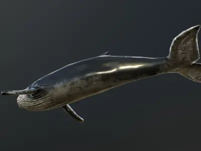 Humpback Whale Low-Poly PBR Low-poly 3D model