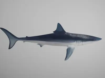 Mako Shark Low-poly 3D model