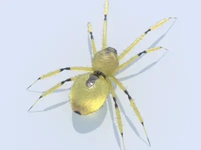 Spider Yellow sac 3D model