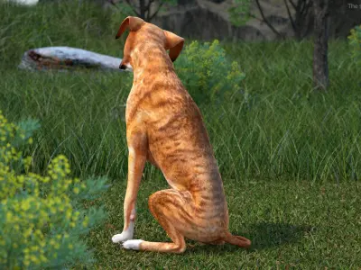 Dogs Collection 2 3D model
