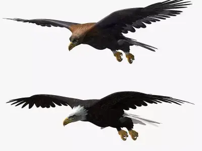 Eagles ANIMATED 3D model