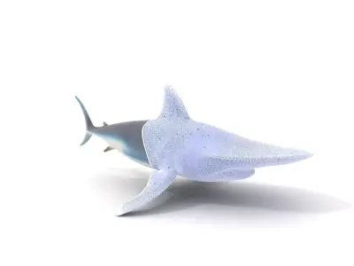 Hammerhead Shark Animated model pack Low-poly 3D model