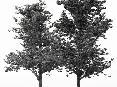 2diffrent tree Maple 2 trees Models in the scene Free 3D model