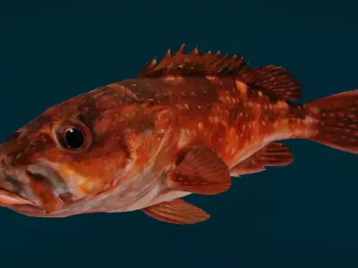 Rockfish Animated 3D model