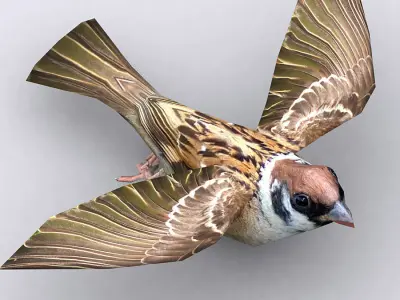 3DRT - Sparrow Low-poly 3D model