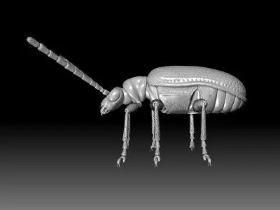 Scarlet Lily Beetle sculpt 3D model