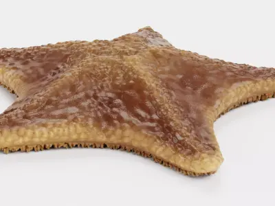 -Bat Starfish- Low-poly 3D model