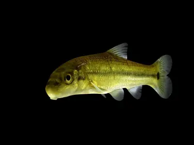 Sucker Minnow 3D model