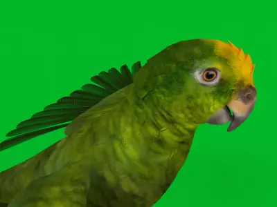 Yellow Crowned Amazon Parrot Bird Low-poly 3D model
