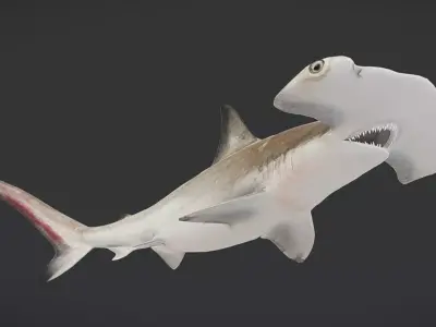 Realistic Scalloped Hammerhead Shark 3D model