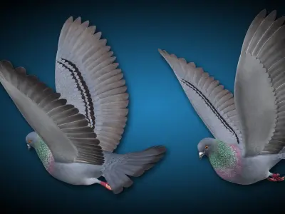Pigeon A - Flight 3D model
