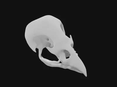 Sparrow skull 3D model