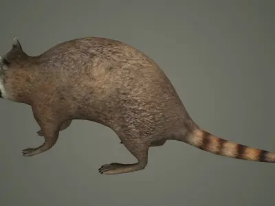 Raccoon animal rodent animal dog mammal  nature kitty 3D model