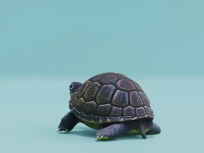 Turtle in Shell Free low-poly 3D model