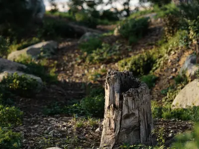  Short Broken Decaying Bare Stump Model 