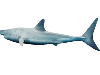 Megalodon great shark Low-poly 3D model