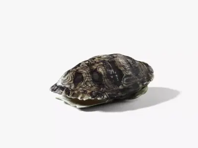 Painted Turtle Shell Free 3D model